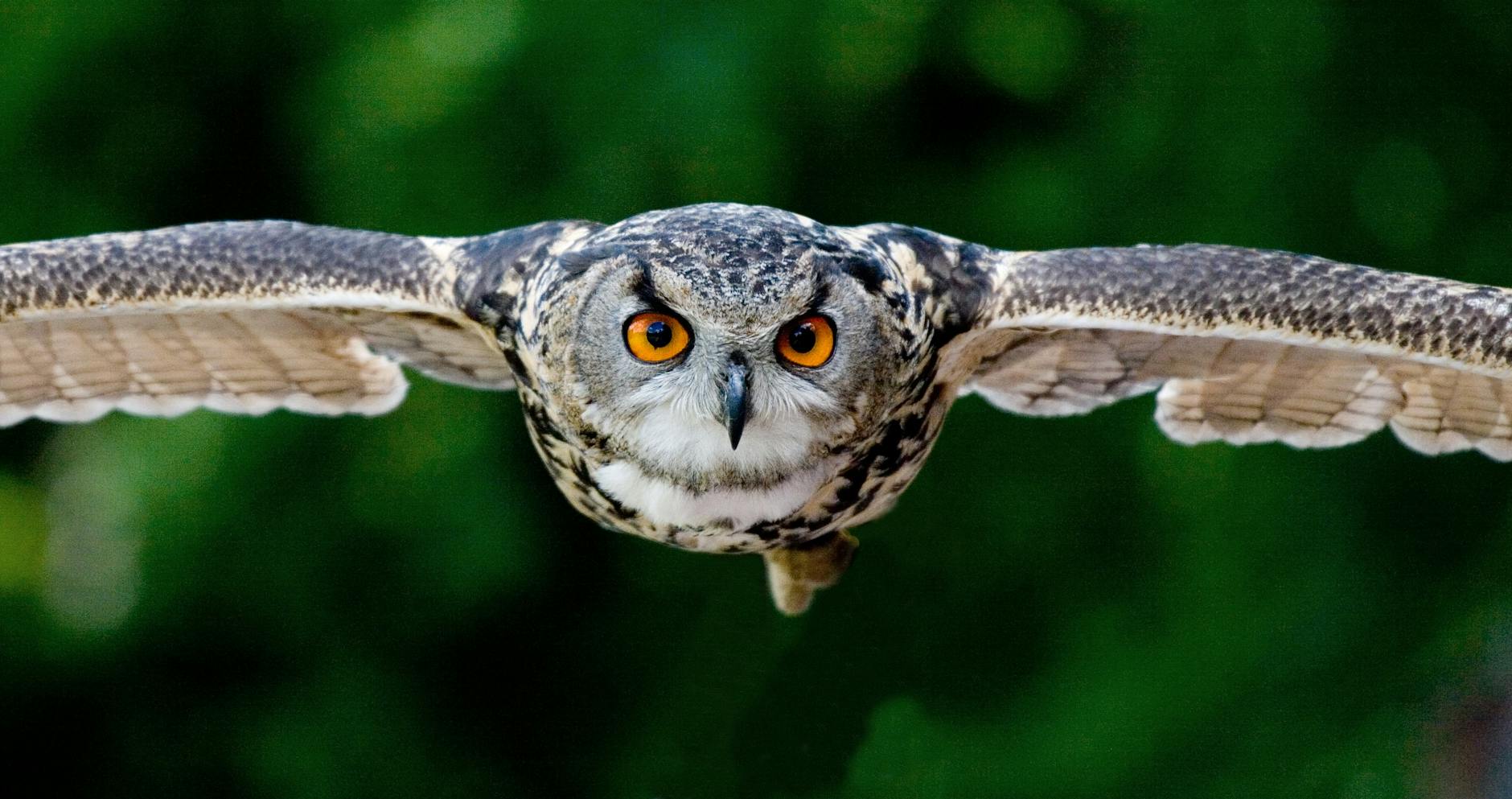 Owl flying with focussed eyes